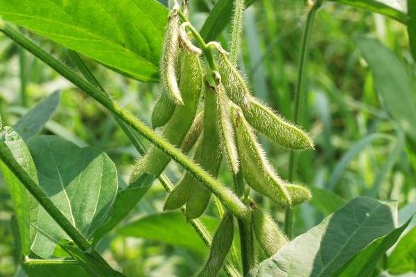星农16号大豆种子介绍，高油品种