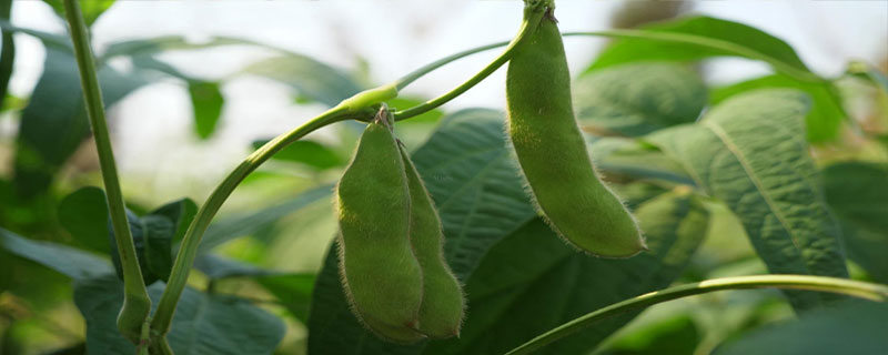 黑农94大豆品种简介，普通品种