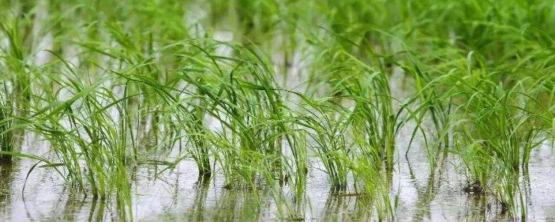 惠粳1号水稻种子简介，播种期4月10日～4月15日