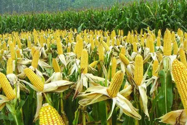 农科甜1805玉米种子特征特性，适宜密度每亩3500株左右