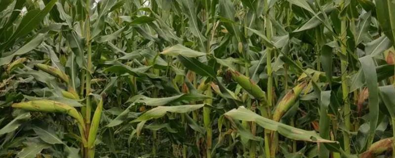 苏科玉1602玉米种简介，一般夏播6月中下旬播种