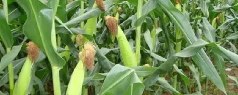 瑞华玉701玉米品种简介，苗期主要防治地老虎等地下害虫