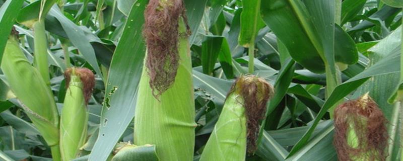 苏玉172玉米种子特征特性，一般4月初播种
