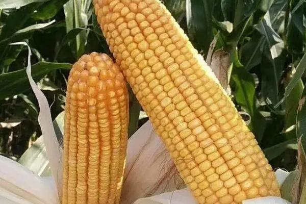 瑞华玉701玉米品种简介，苗期主要防治地老虎等地下害虫