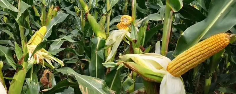 江玉272玉米种子简介，一般6月中下旬播种