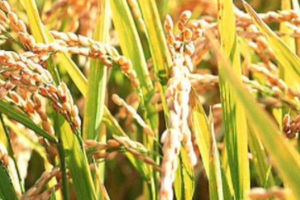 南粳59水稻种简介，每亩大田用种量3~4公斤