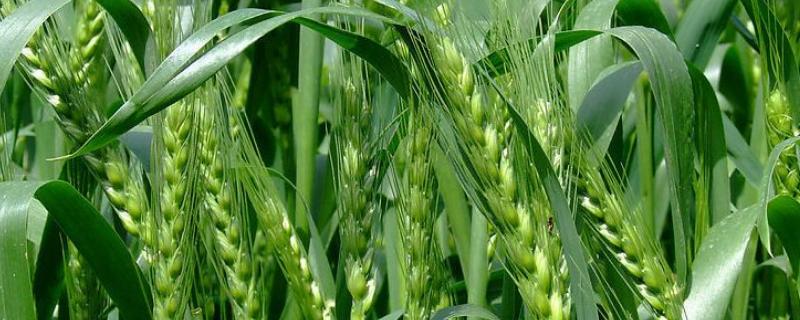 连麦11小麦种简介，每亩有效穗43.8万