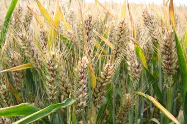 连麦11小麦种简介，每亩有效穗43.8万