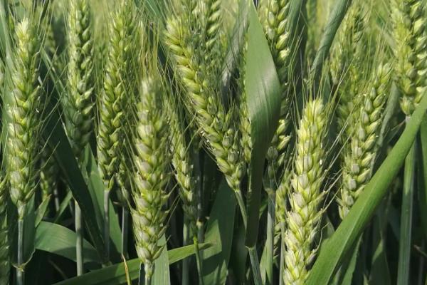 迁麦188小麦品种的特性，每亩有效穗42.6万