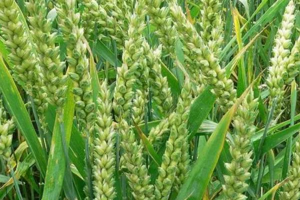 连麦11小麦种简介，每亩有效穗43.8万
