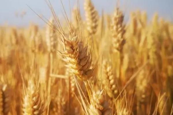 迁麦188小麦品种的特性，每亩有效穗42.6万