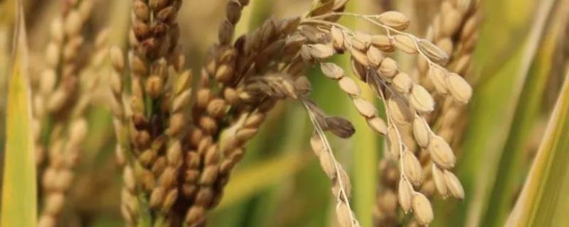 扬粳7081水稻种简介，每亩栽插1.8万穴