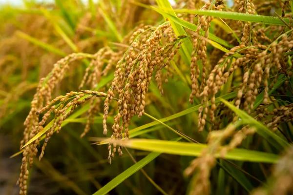 扬粳7081水稻种简介，每亩栽插1.8万穴