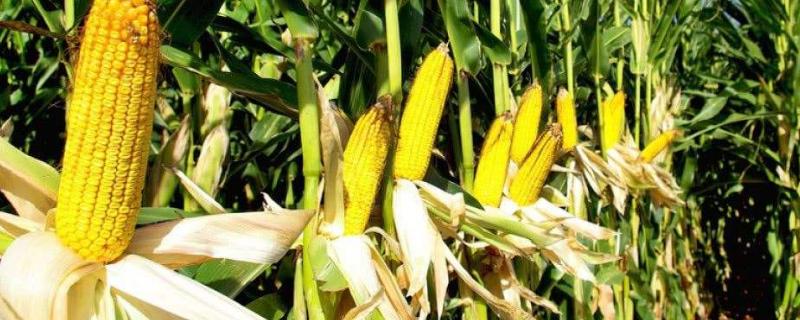 富兴188玉米种子特点，中抗茎腐病