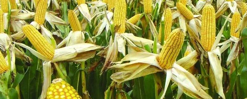 黑农玉10玉米品种的特性，种植密度不宜过大