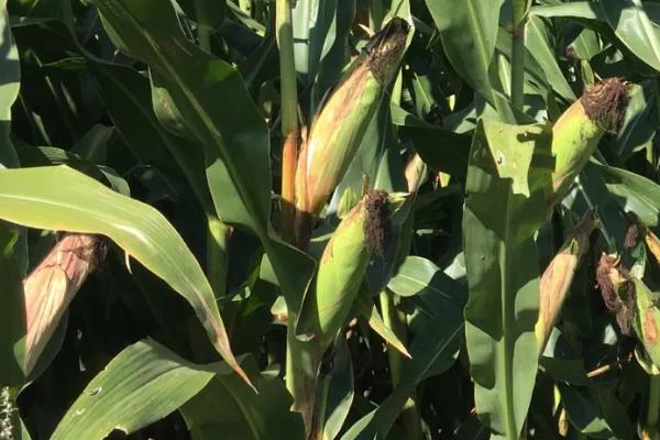 敦玉105玉米种简介，以有效防治地下害虫