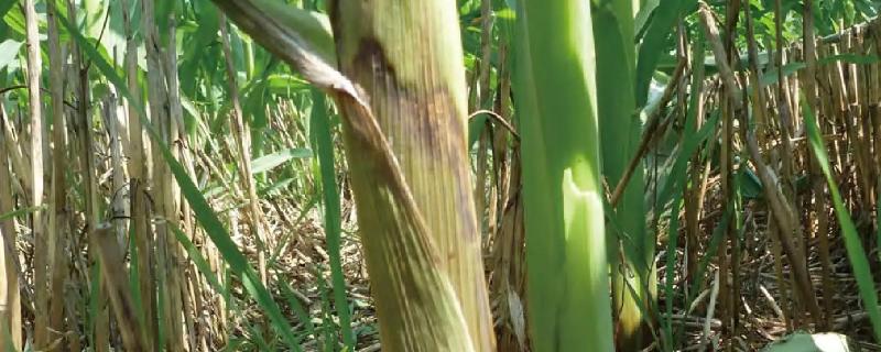 粒粒金105玉米种子特征特性，4月下旬到5月上旬播种