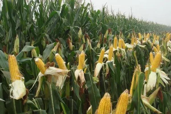 祥研752玉米品种的特性，4月下旬播种