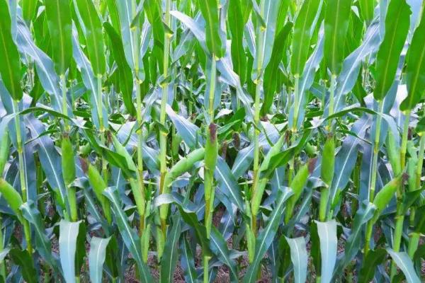 粒粒金105玉米种子特征特性，4月下旬到5月上旬播种