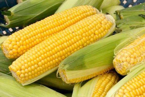 臻邦189玉米种子简介，4月中下旬－5月中上旬播种