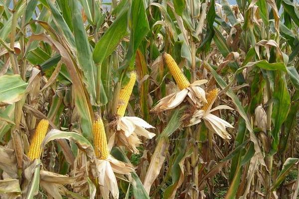KBS1701玉米种子简介，种植密度不宜过大