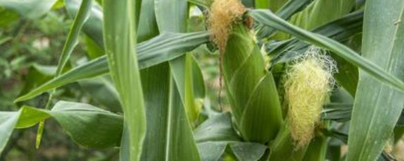KBS1701玉米种子简介，种植密度不宜过大