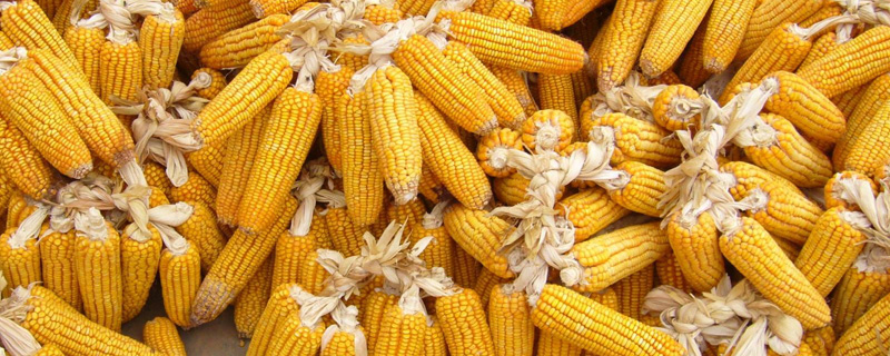 臻邦189玉米种子简介，4月中下旬－5月中上旬播种
