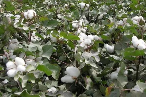 冈棉10号棉花种子介绍，二代棉铃虫一般不需防治