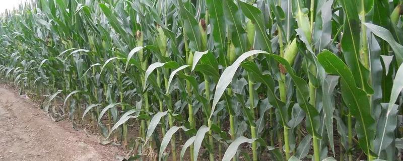 吉云玉917玉米种子简介，种植密度4300株/亩左右