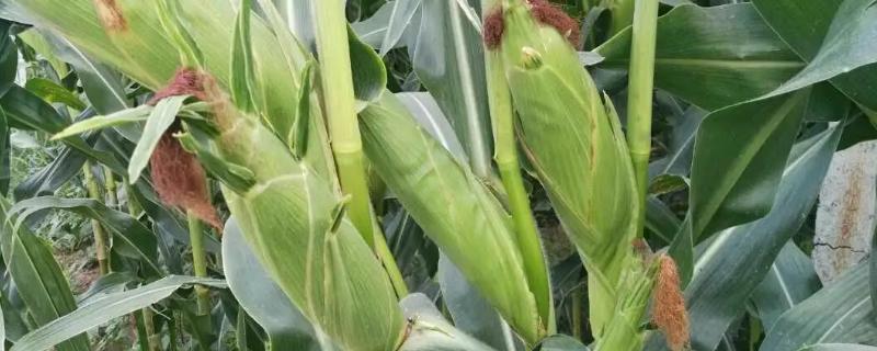 松科611玉米种子简介，确定最佳的播种期