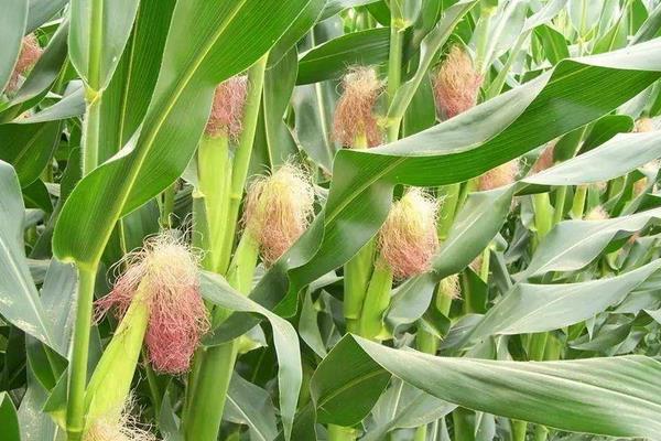 松科611玉米种子简介，确定最佳的播种期