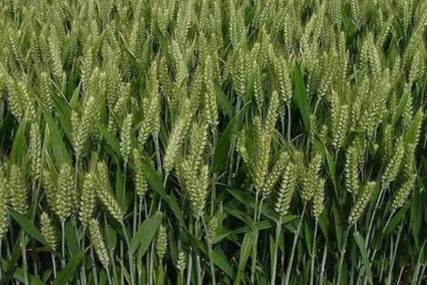 宁麦资166小麦种子特征特性，全生育期191.0天