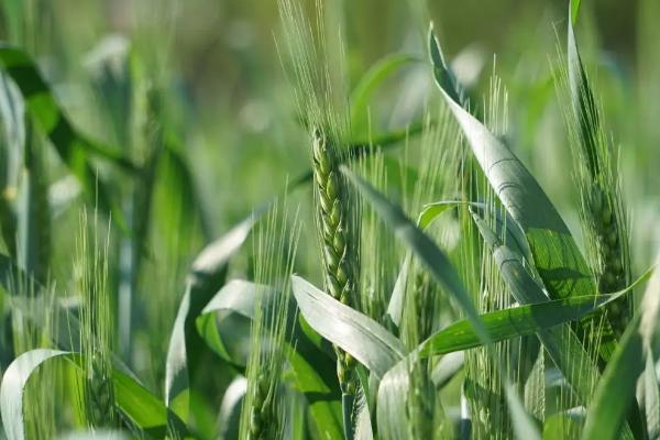 鑫麦807小麦种简介，适宜播期10月5－15日