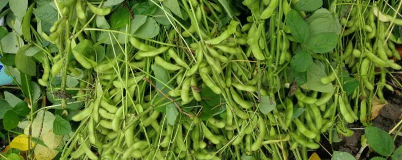 兴豆3号大豆种简介，长江流域夏大豆高蛋白型品种