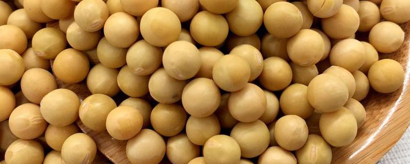 南农49大豆种子介绍，3月下旬至4月上旬播种