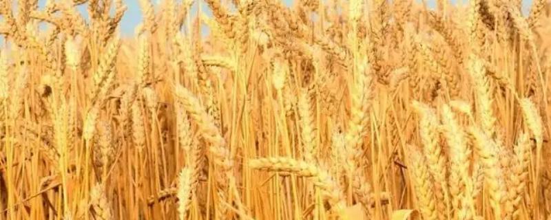 平安658小麦品种的特性，适宜播期10月上中旬
