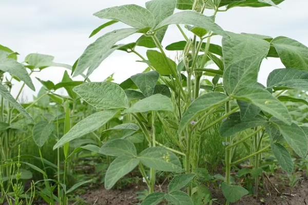 兴豆3号大豆种简介，长江流域夏大豆高蛋白型品种