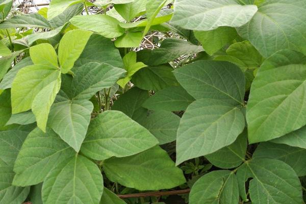 吉农105大豆种子特征特性，中等肥力地块35万株