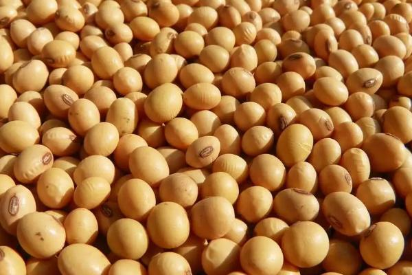 吉农105大豆种子特征特性，中等肥力地块35万株