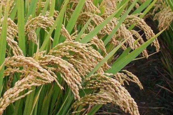 桃湘优290水稻种简介，大田用种量每亩5千克