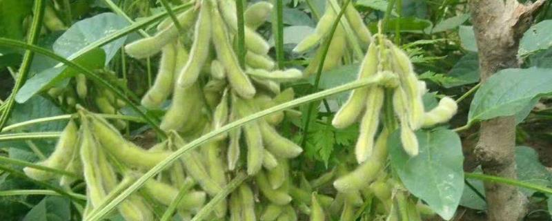 合农149大豆种子特征特性，低肥力地块4万株