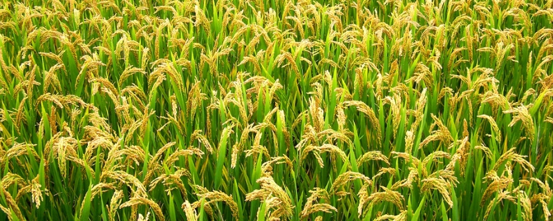隆晶优3135水稻种简介，每亩有效穗数17.7万穗