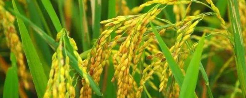 华浙优26水稻种子介绍，对螟虫的防治一定要掌握时机