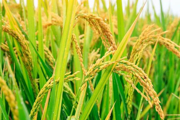 广泰优巴斯香占水稻种子特征特性，每亩插足基本苗6万－8万
