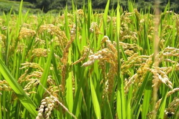 广泰优巴斯香占水稻种子特征特性，每亩插足基本苗6万－8万
