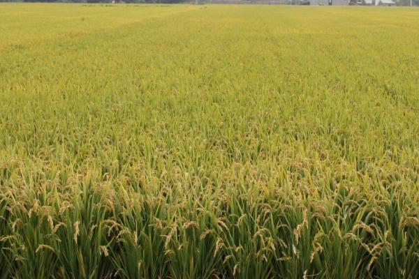 源两优199水稻种子特征特性，籼型两系杂交水稻品种