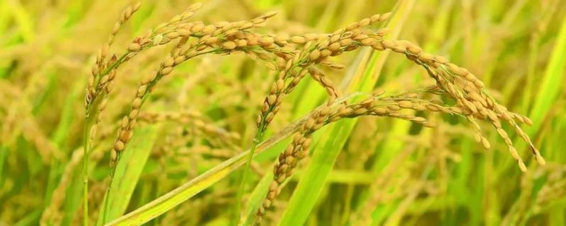 仲旺丝苗水稻种子特点，全生育期150.1天