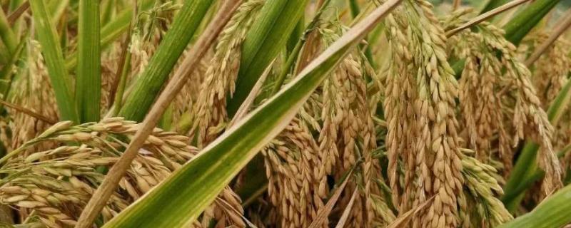 晶沅优蒂占水稻品种的特性，每亩插足基本苗6万以上