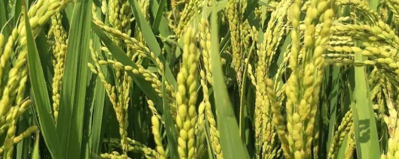 悦两优8612水稻品种的特性，秧田播种量每亩10千克