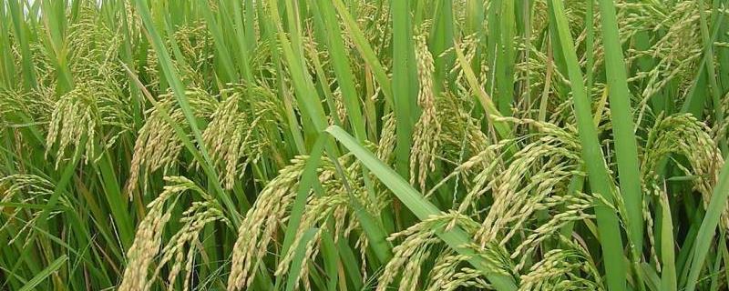 绿银占水稻种简介，每亩栽插5万穴左右